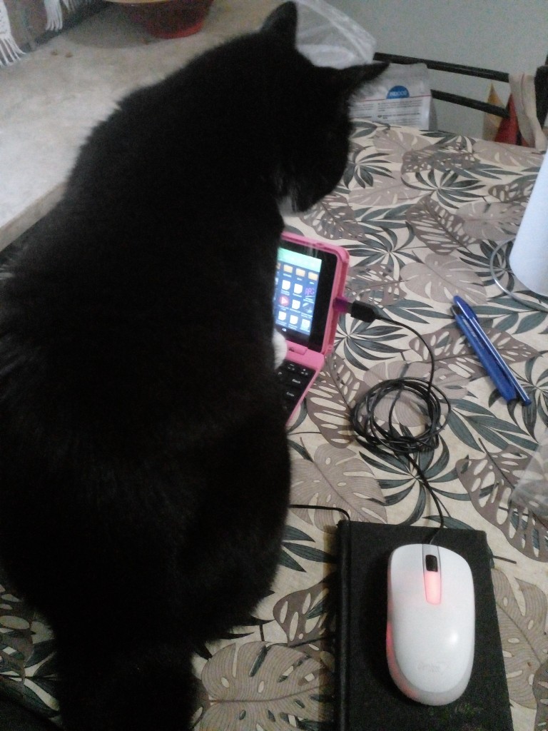 A photo babyboi the tuxedo cat sitting on my pink tablet, round and beautiful as ever.
