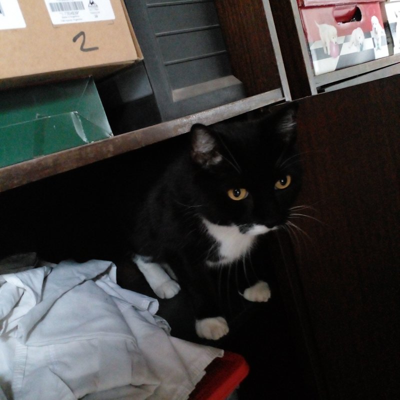 Babyboi the tuxedo cat in a cabinet.