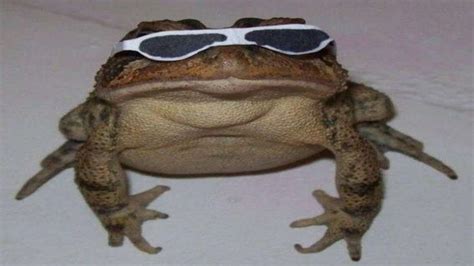 A toad wearing cool glasses.
